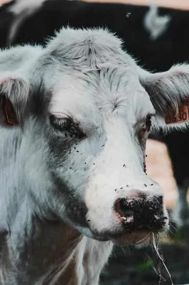 Een koe op de boerderij